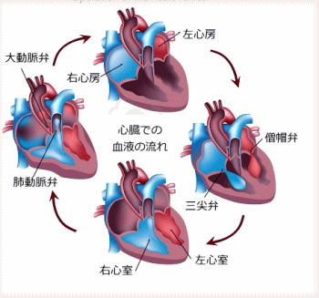 イメージ図　心臓と弁