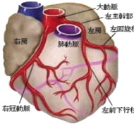 イメージ図　冠動脈
