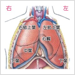 イメージ図 肺の構造