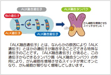 イメージ図 図7 ALK融合遺伝子「ALK融合遺伝子」とは、なんらかの原因により「ALK 遺伝子」とほかの遺伝子が融合することでできる特殊な 遺伝子のことです。「ALK融合遺伝子」があると、この 遺伝子からできるタンパク質（ALK融合タンパク）の作 用により、がん細胞を増殖させるスイッチが常にオンと なり、がん細胞が限りなく増殖してしまいます。