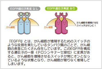 イメージ図 図6 EGFR遺伝子「EGFR」とは、がん細胞が増殖するためのスイッチの ような役割を果たしているタンパク質のことで、がん細 胞の表面にたくさん存在しています。このEGFRを構成 する遺伝子の一部(チロシンキナーゼ部位)に変異があ ると、がん細胞を増殖させるスイッチが常にオンとなっ ているような状態となり、がん細胞が限りなく増殖して しまいます。