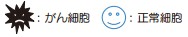 イメージ図 図5 分子標的薬と抗がん剤 がん細胞と正常細胞