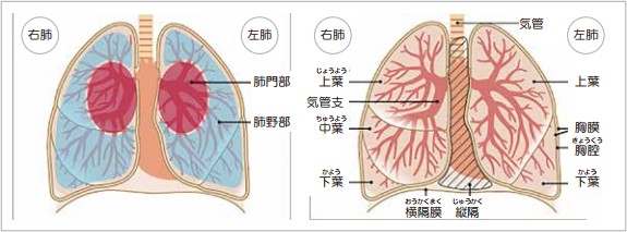 イメージ図　図2 肺の構造