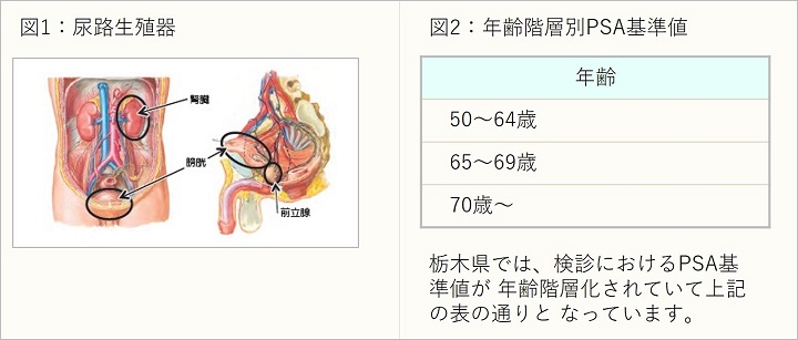 イメージ図　尿路生殖器