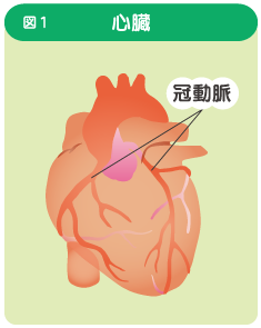 イメージ図　心臓